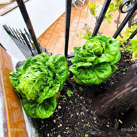 La Casita De La Parra Tatil Evi *